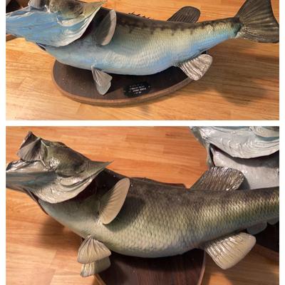 Mounted Bass Taxidermy Fish – 6 lb 14 oz & 9 lb 12 oz