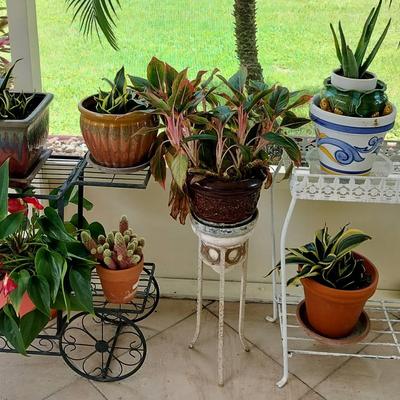 Live Plant Collection With Metallic Decorative Stands (Includes Everything In Photos) 