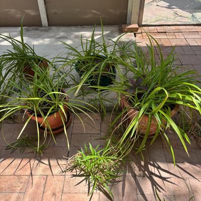 Lot #118 - Assorted Potted Spider Plants