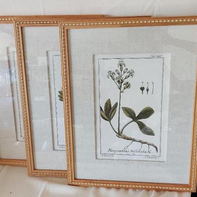 TRIO OF BOTANICAL PRINTS