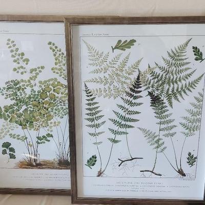 FRAMED BOTANICAL PRINTS
