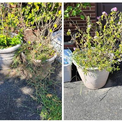 Three Plastic Planters