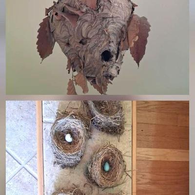 Birds And Wasps' Nests 