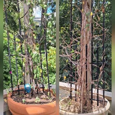 Two Plastic Planters With Lattices