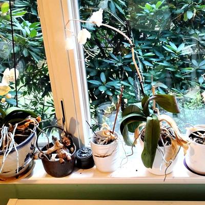 Ceramic Planters & Shells (One Iron Pot)