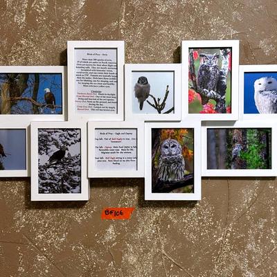 BF106 Framed Birds of Prey - American Eagle & Owl Collage 