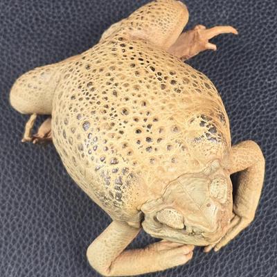 Sale Photo Thumbnail #32: Taxidermy Frog