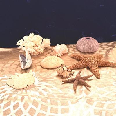 White Coral Reef, Sea urchin , Starfish , Sand Dollars And More - real Marine Artifacts 