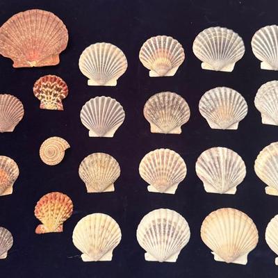 24 Sacred Scallop Shells – Gloriapallium & Coastal Beauties” 