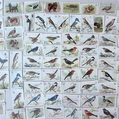 1920's Set Of Arm And Hammer Useful Birds Of America Advertising Cards Church & Co. Soda