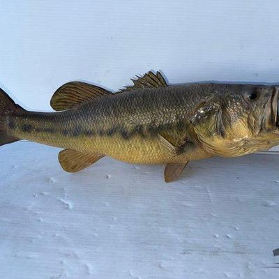 814 • largemouth bass mount