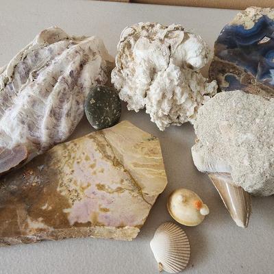 Shells/Crystals/Fossils