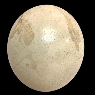 Ostrich Eggshell