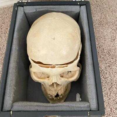 Learning / Training Skull In A Dark Grey Case