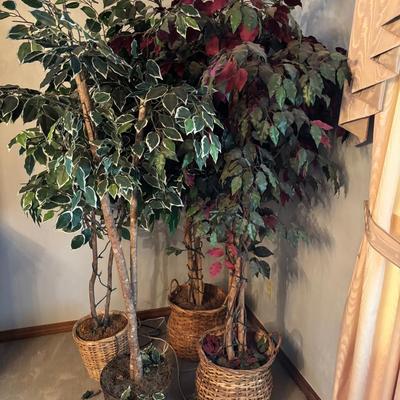 Ficus Forest