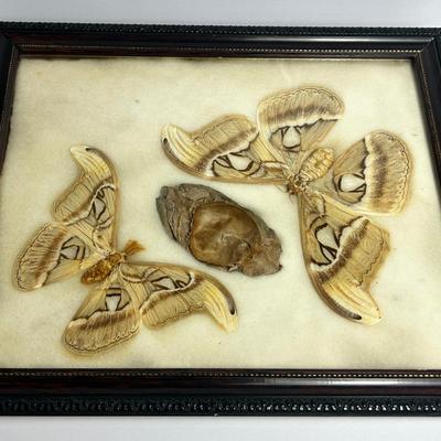 Altas Moth Specimens, Framed 13x16"