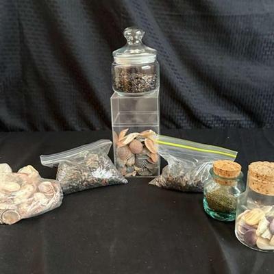Pr247 shark teeth and shells mystery lot