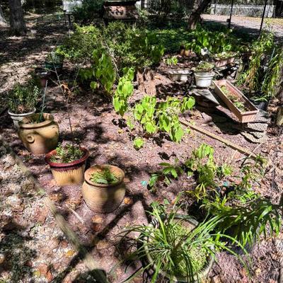 Various pots and plants available