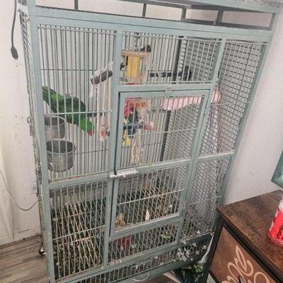 Great Billed Parrot 