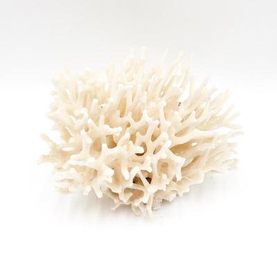 Sale Photo Thumbnail #47: Natural White Sea Coral Specimen