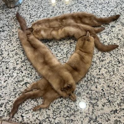 Mink Friends
