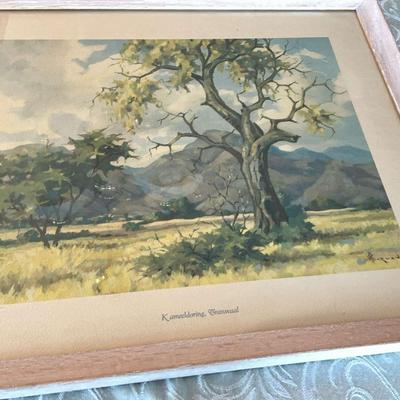 I.G Borman Kameeldoring Transvaaal Print From Africa