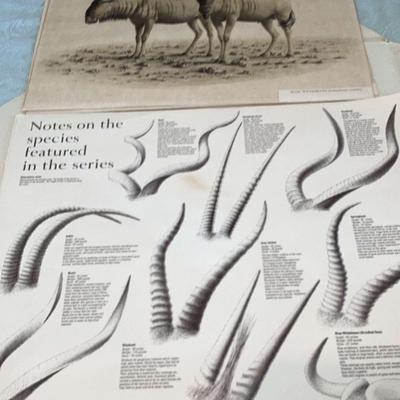 Paul Rose African Prints