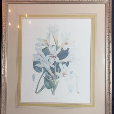 “Lilium Cordifolium” Framed Art Print 
