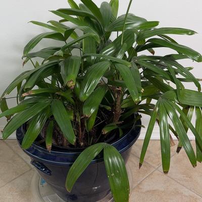 Natural Plant With Pot 