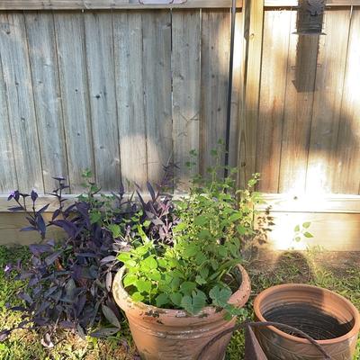 Plants, Bird Feeder and Hanger