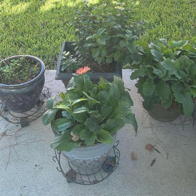 Potted Plants
