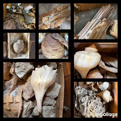 Collection Of Geological & Beach Finds-Fossils, Shells, Petrified Wood