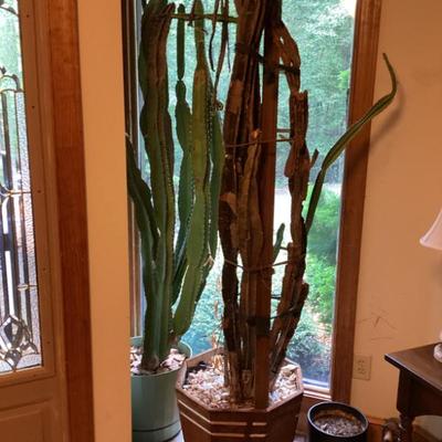 Sale Photo Thumbnail #94: Tall cactus plants