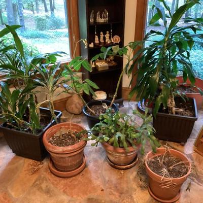 Sale Photo Thumbnail #92: Potted plants