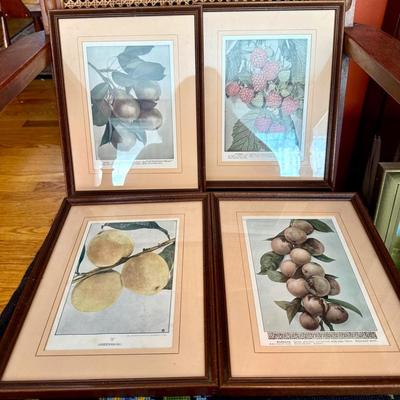(4) Vintage Botanical Prints 