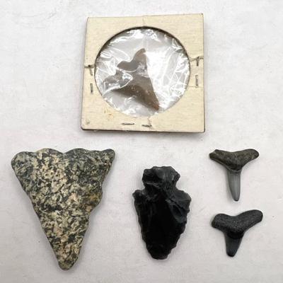 Shark Teeth & Arrowheads
