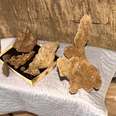 Mix Of Fossils And Coral 