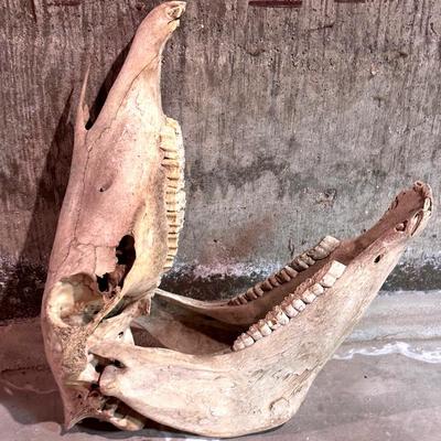 Whole Horse Skull 