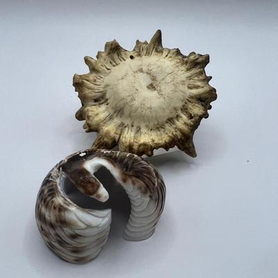 Signed Eagle Carved Sea Snail Shell With Turquoise Eye And Petrified Antler Piece