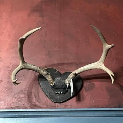 Antique Mule Deer Mounting 