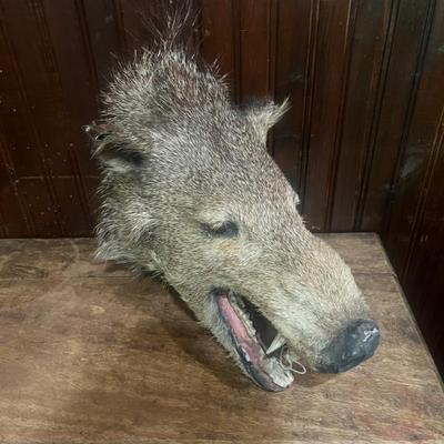 Vintage Javelina Head