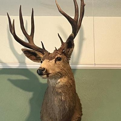 Mule Deer Mount 