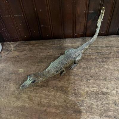 Baby Alligator Taxidermy 