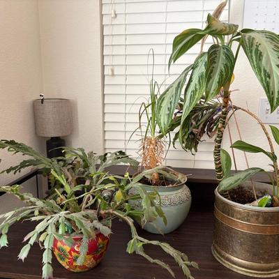 Live Plants 