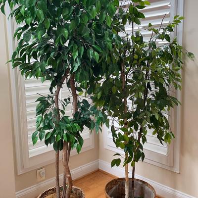 2 Faux Ficus Trees
