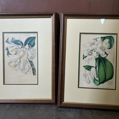 Two Hand Colored Botanical Lithographs, 19th Century