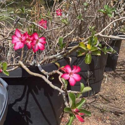 NFF134- Multiple Pots Of Desert Rose Plants 