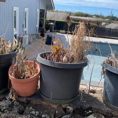 NFF135 - Cactus Plants 