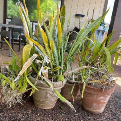 NFF133 - Garden Pots & Foliage 