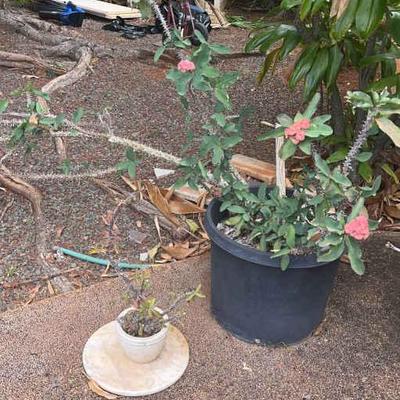 NFF140- Beautiful Potted Crown Of Thorns Plants / Flowers 